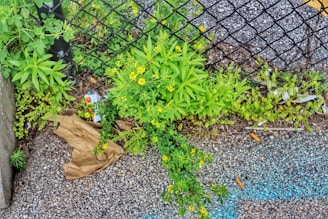 Overgrown weeds and small plants emerge through a cracked asphalt pavement next to a metal fence. Discarded waste such as a crumpled brown paper bag and cigarette butts litter the ground. The bright green leaves contrast with the dull gray of the pavement.