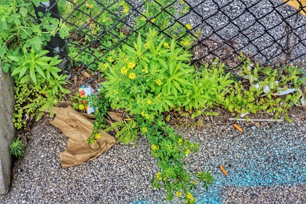 Overgrown weeds and small plants emerge through a cracked asphalt pavement next to a metal fence. Discarded waste such as a crumpled brown paper bag and cigarette butts litter the ground. The bright green leaves contrast with the dull gray of the pavement.