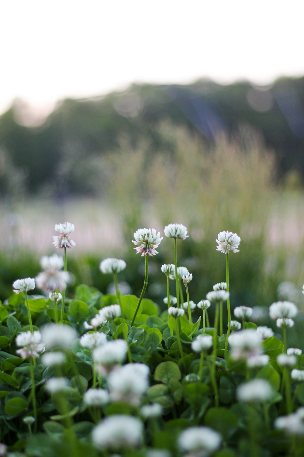 flores brancas com folhas verdes