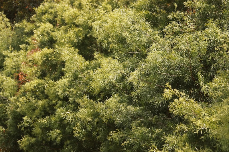 Mangrove Bush