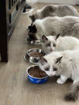 white cat beside blue ceramic bowl