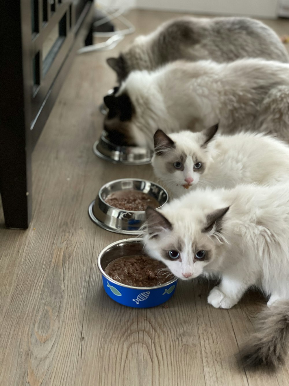 white cat beside blue ceramic bowl