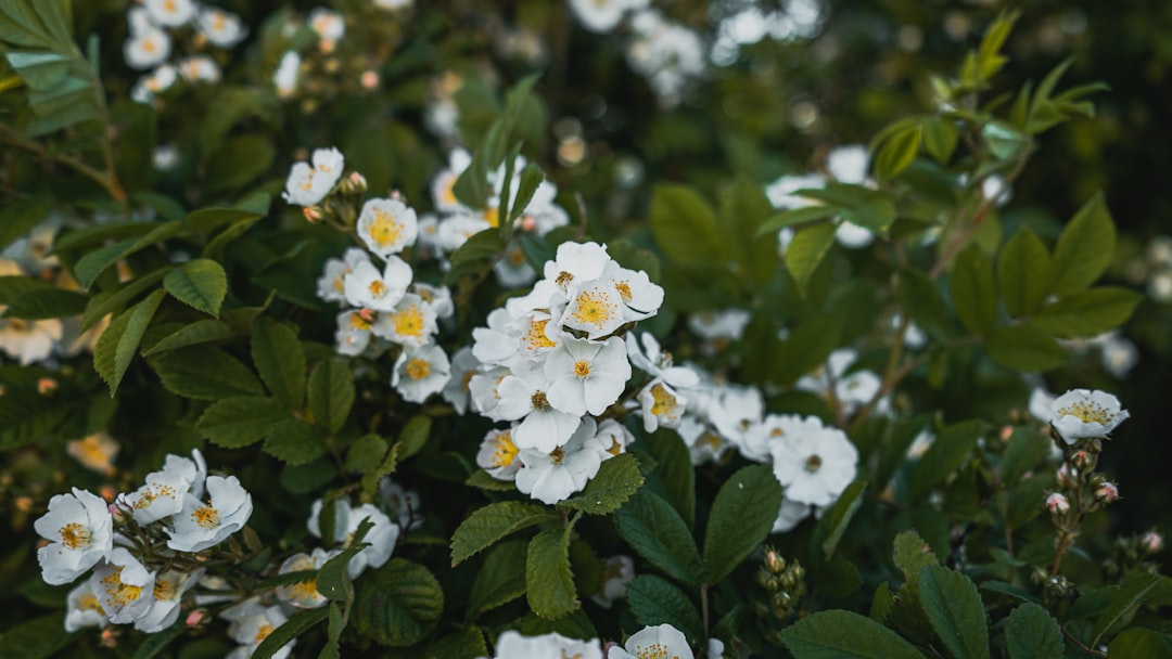 white flowers with green leaves