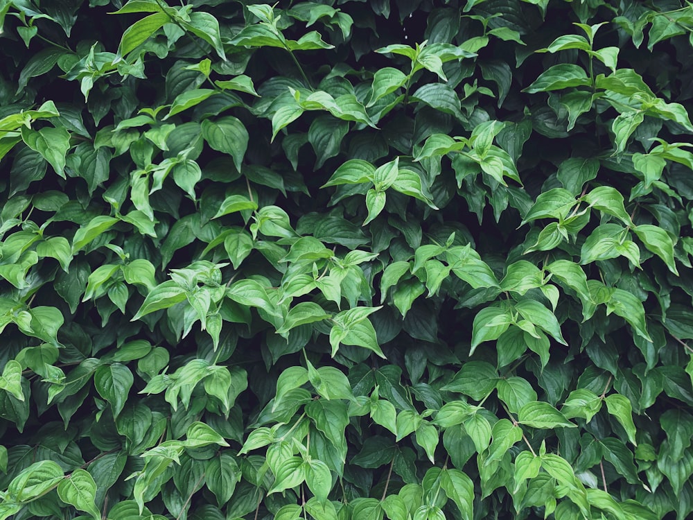 green leaves plant during daytime