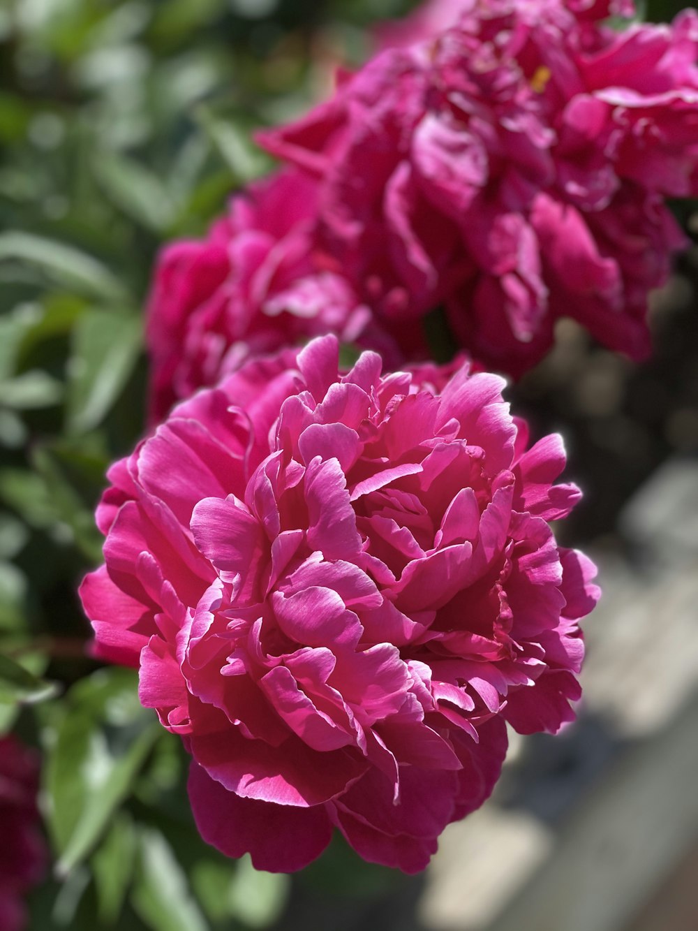 pink flower in tilt shift lens