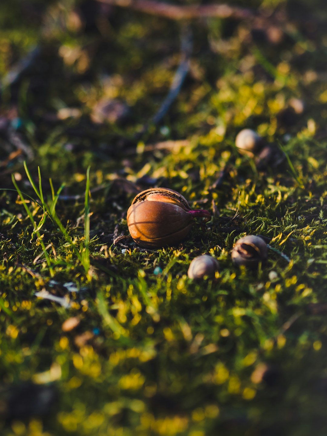 brown round fruit on green grass during daytime