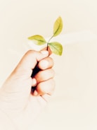 Hands gently holding a small plant sprouting new leaves in sunlight.