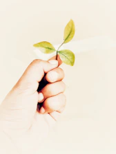 Hands holding a small plant symbolizing growth and hope in a sunlit room.
