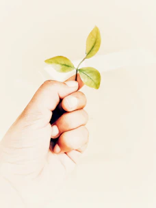 Hands holding a small plant symbolizing growth and hope in a sunlit room.