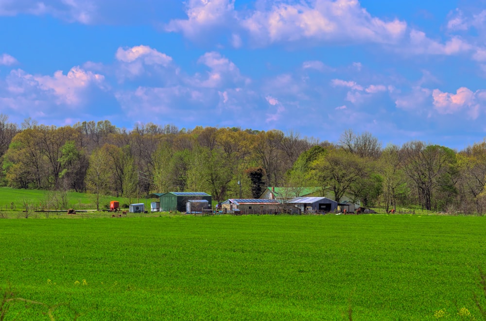 white and red houses on green grass field under blue sky during daytime