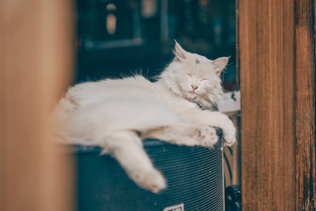 white cat lying on blue textile