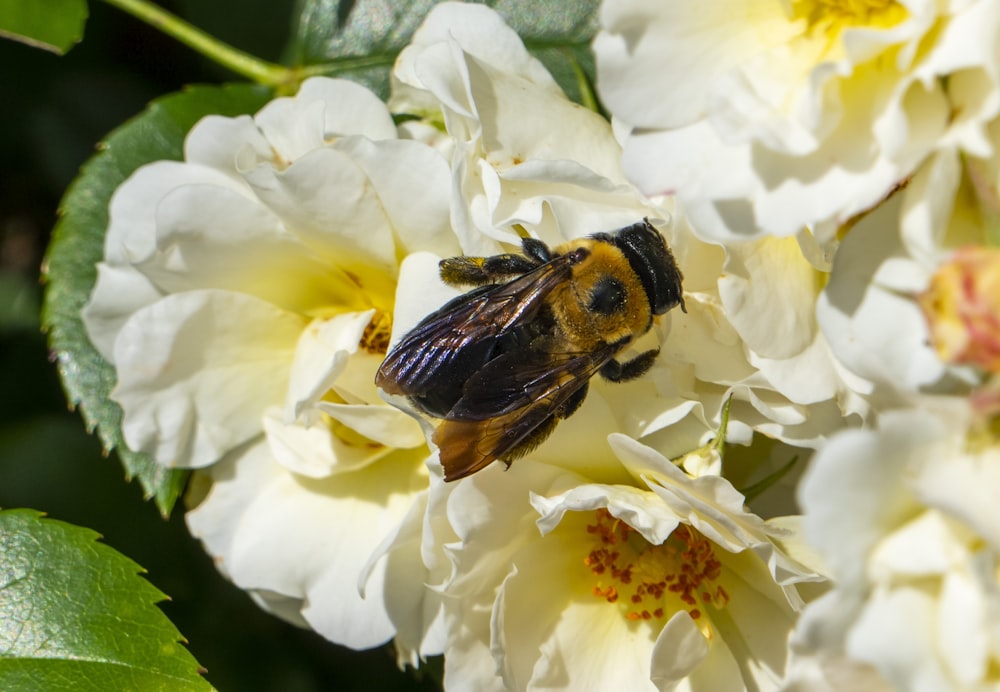 black and brown bee on white flower