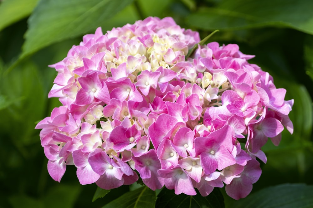 pink and white flower in close up photography