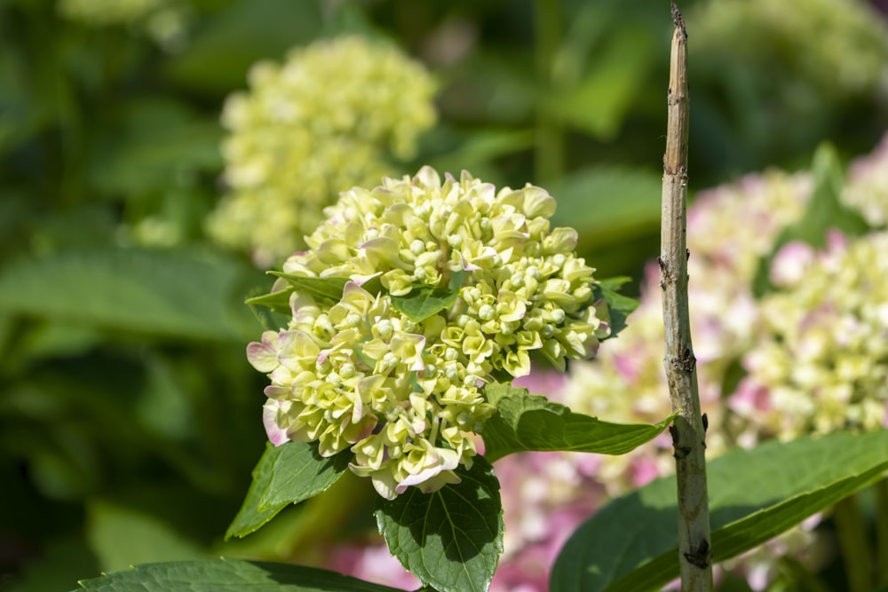 green and white flower buds