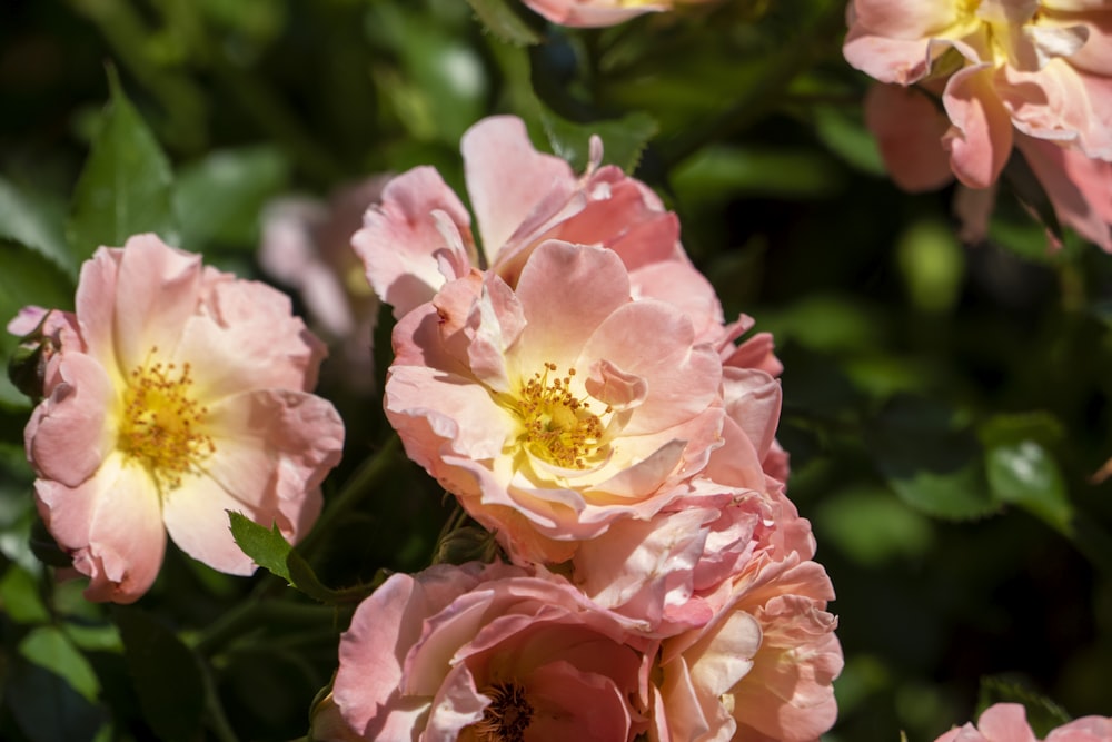 pink and yellow flower in tilt shift lens