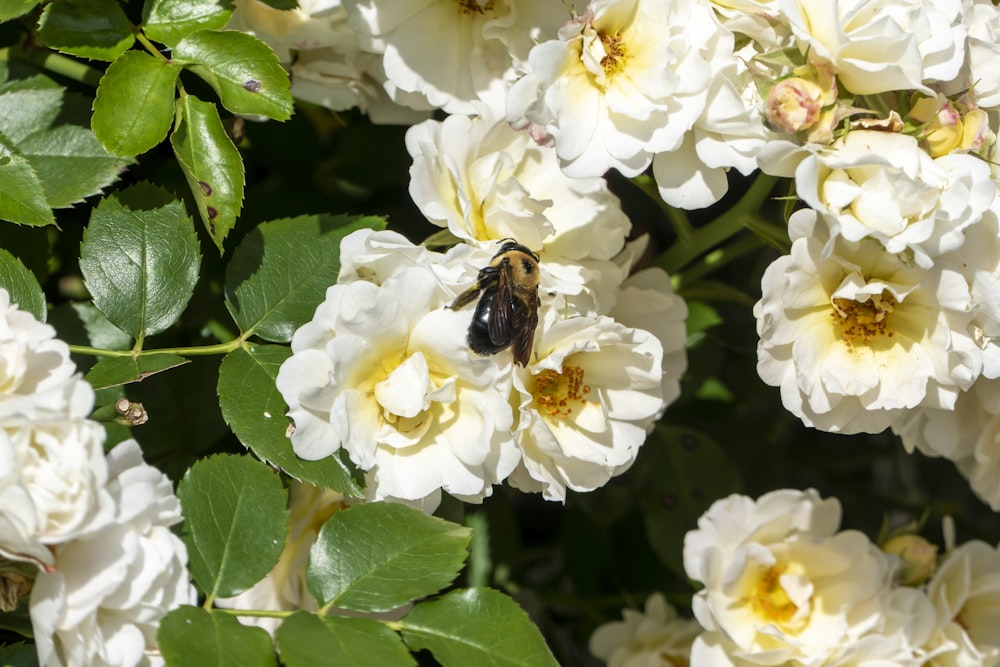 black and brown bee on white flower