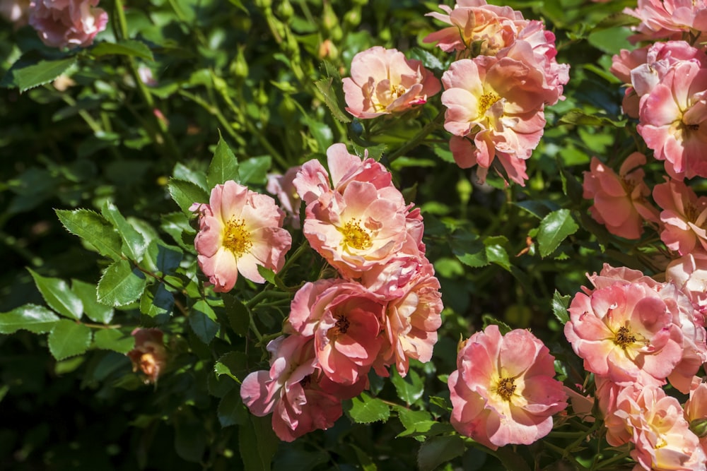 pink and white flowers with green leaves