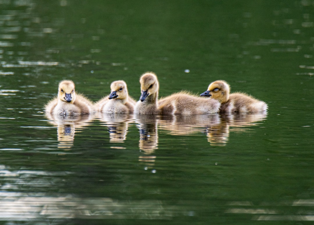 five ducklings on water during daytime