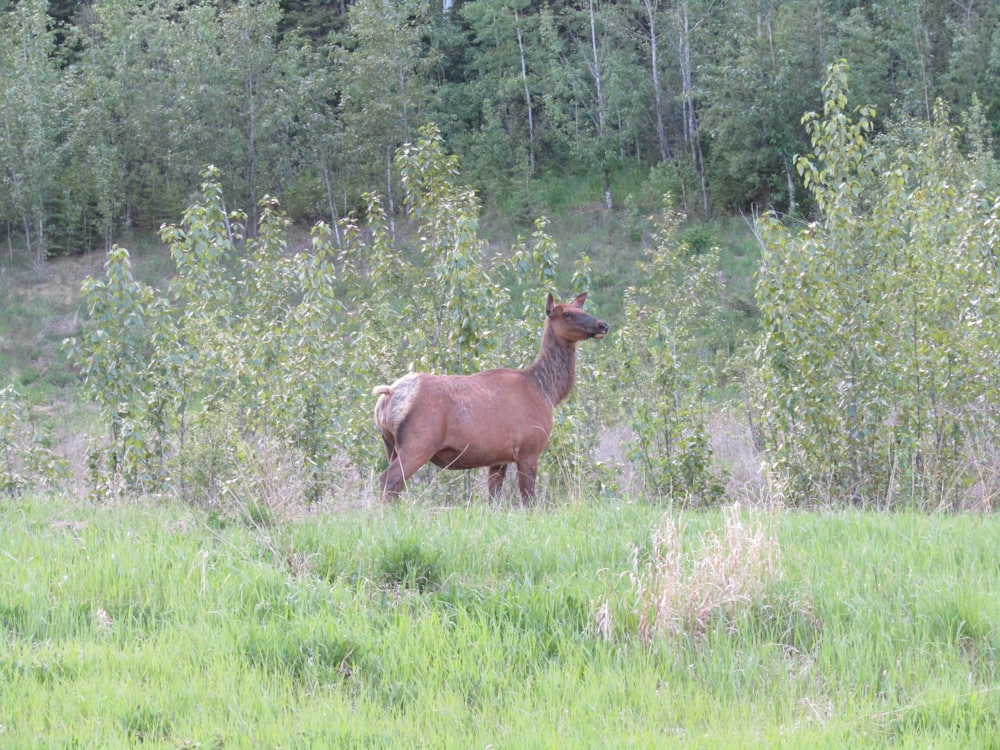 brown horse on green grass field during daytime