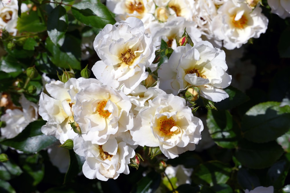 white flowers with green leaves