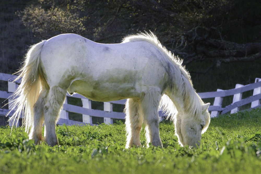 white horse eating grass during daytime