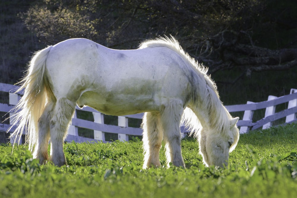 Weißes Pferd frisst tagsüber Gras