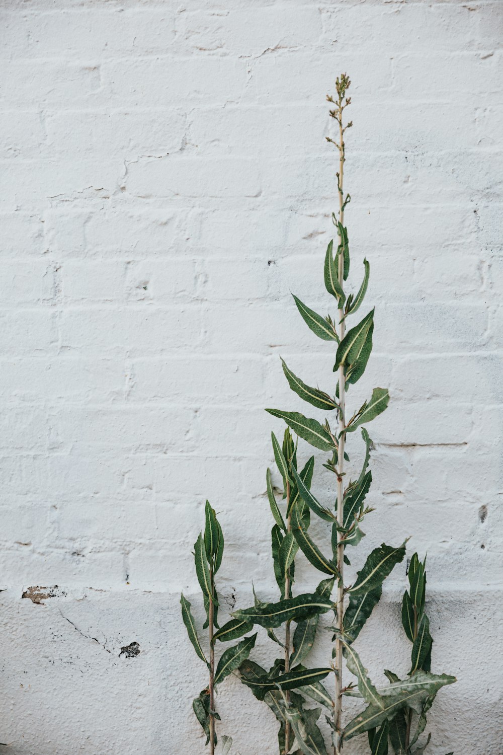 grüne Pflanze auf weißer Betonwand