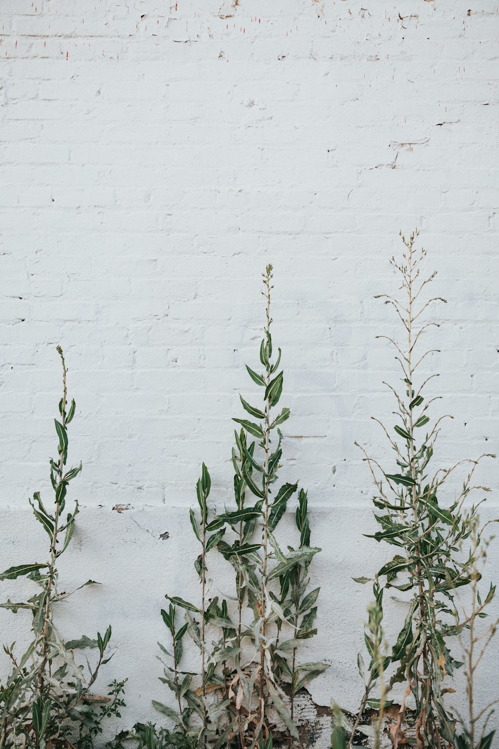 green plant on white wall