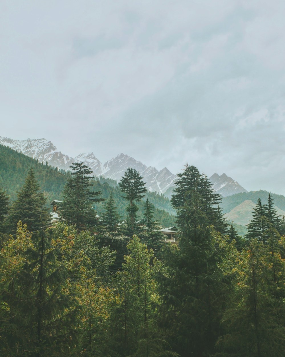 green trees near snow covered mountain during daytime