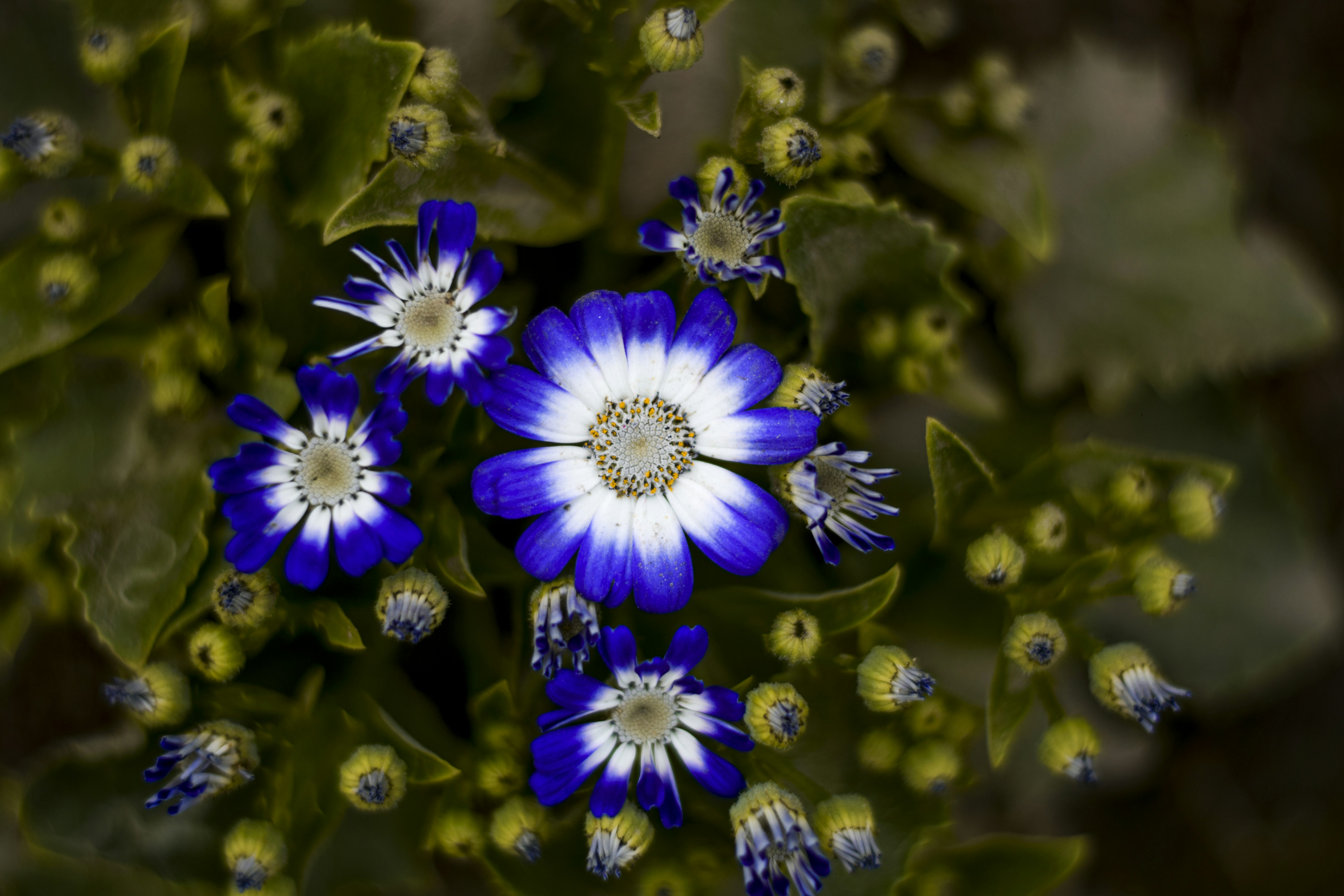 purple flowers in tilt shift lens
