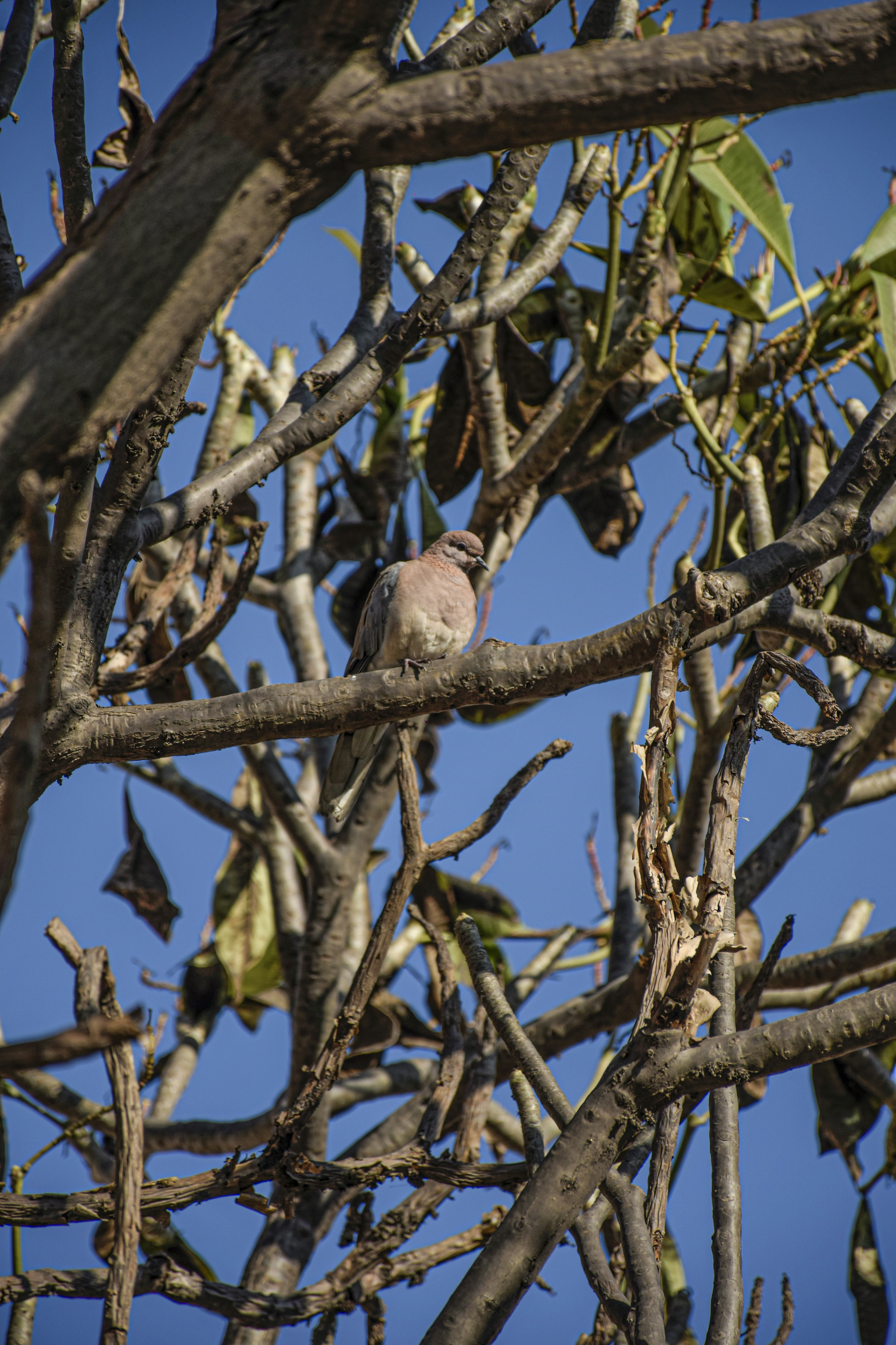brown bird on brown tree branch during daytime