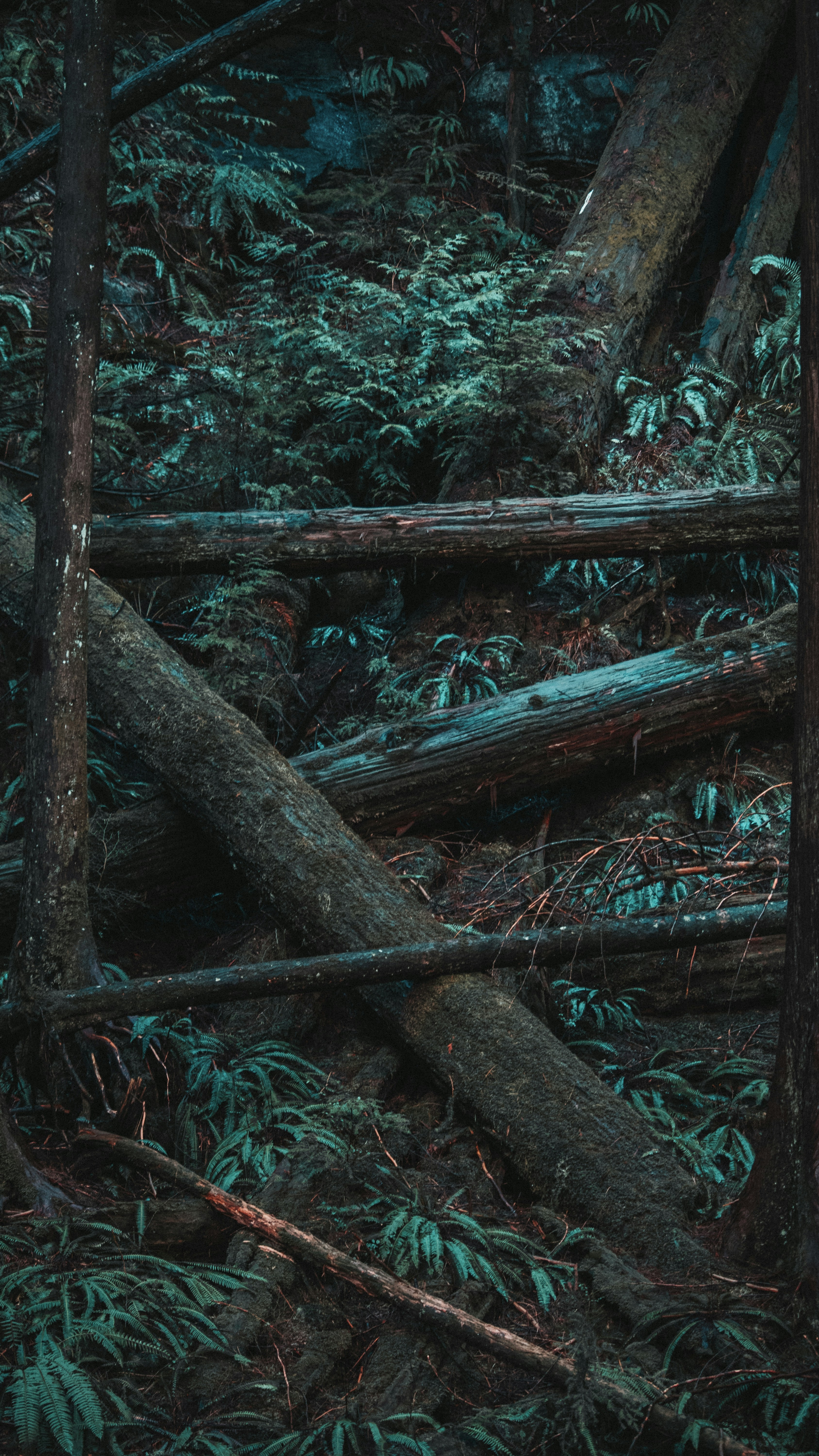 brown tree trunk on forest during daytime