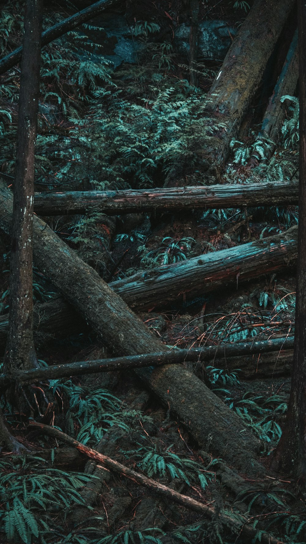 brown tree trunk on forest during daytime