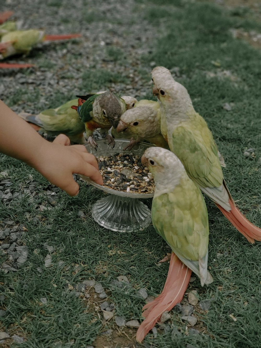 green and yellow bird on persons hand