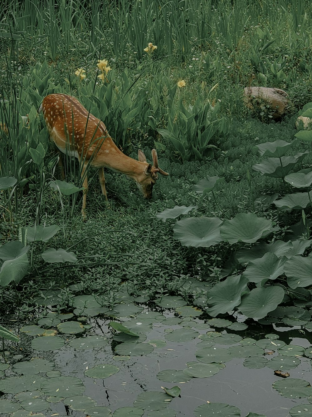 brown deer on green grass field during daytime