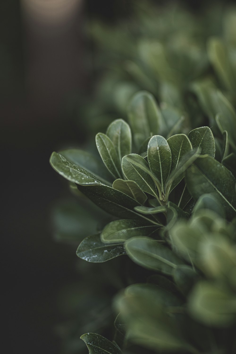 green leaves with water droplets