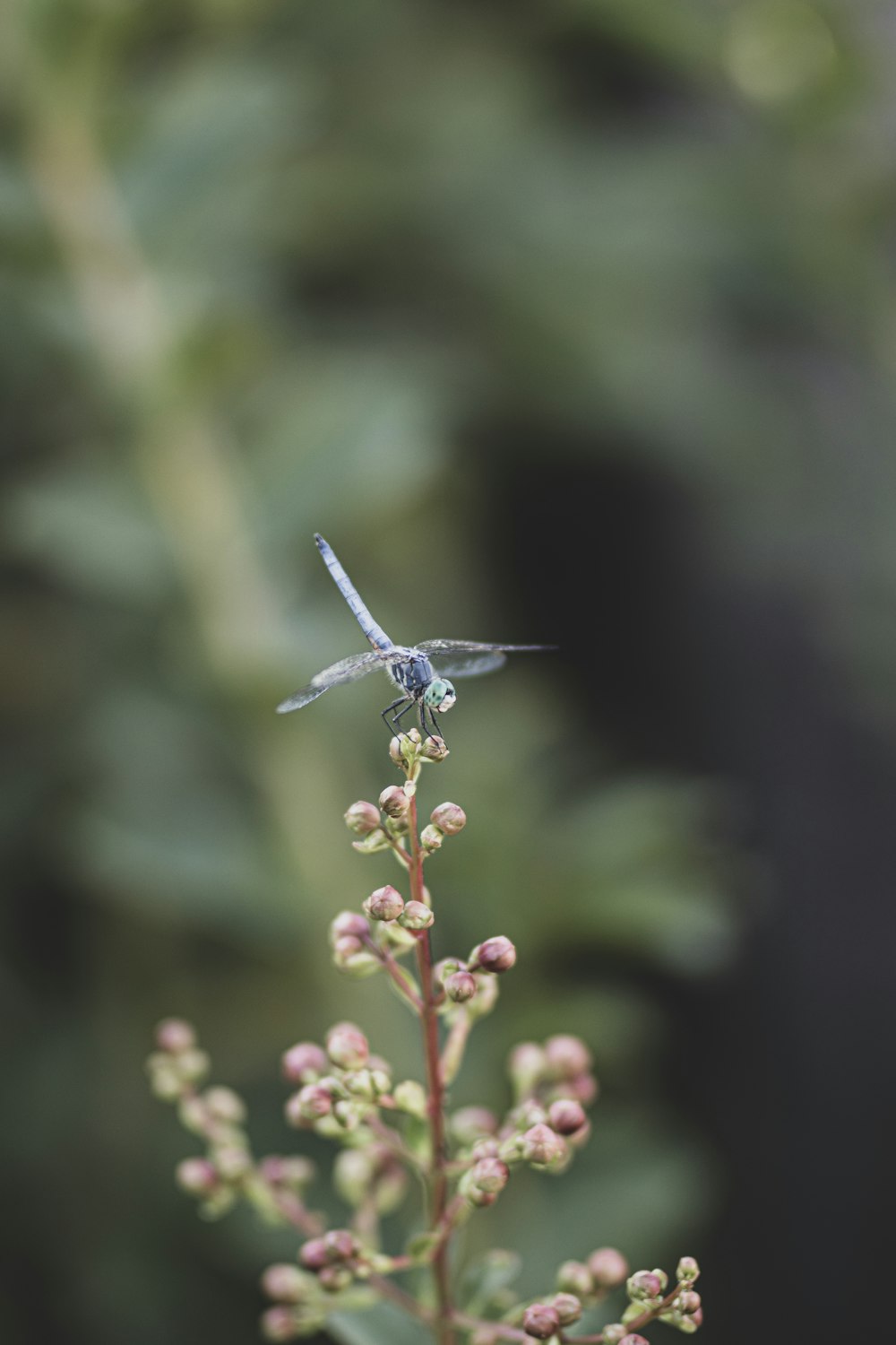 blue and white dragonfly perched on pink flower buds in tilt shift lens