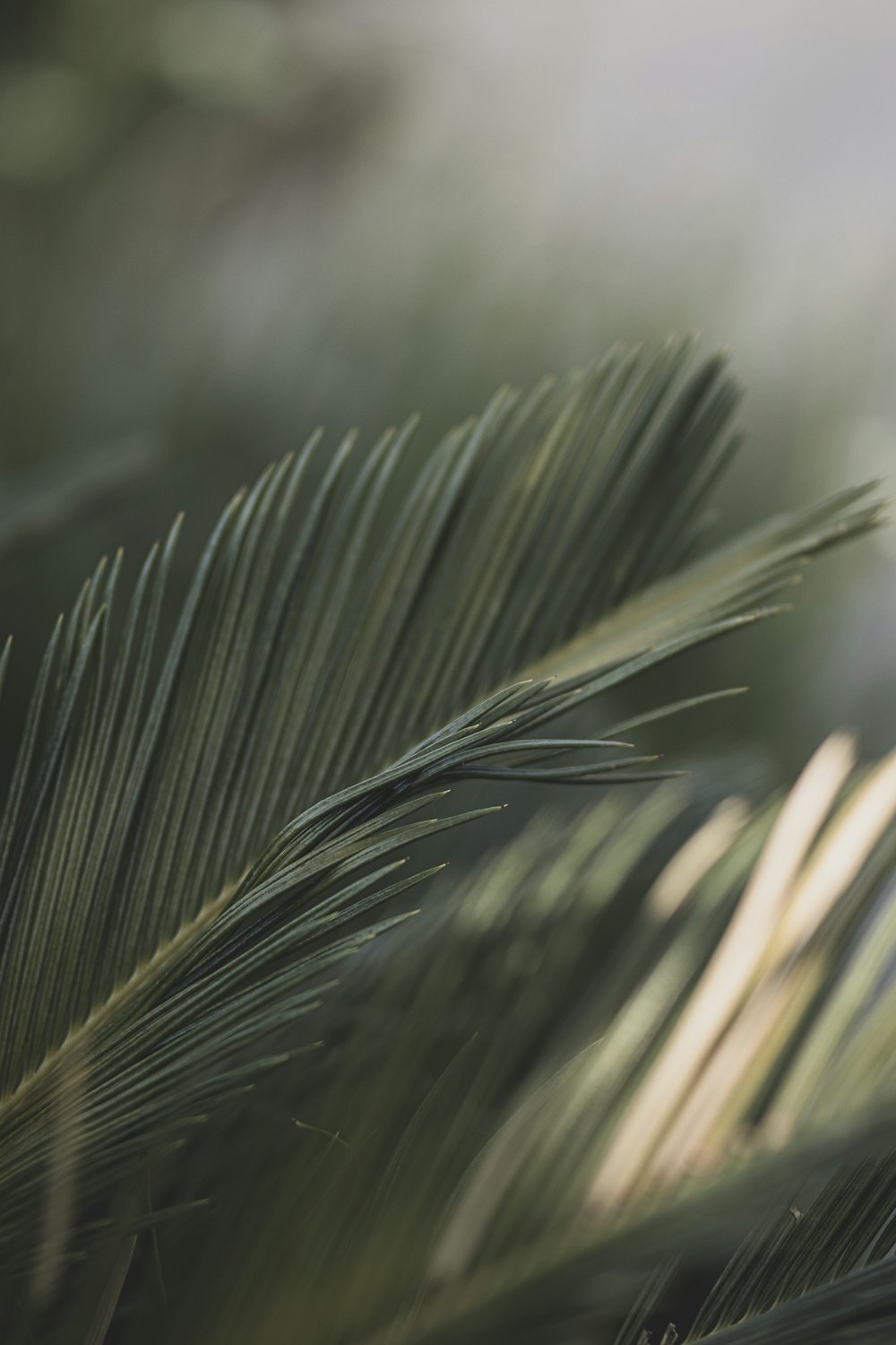 green leaf in close up photography