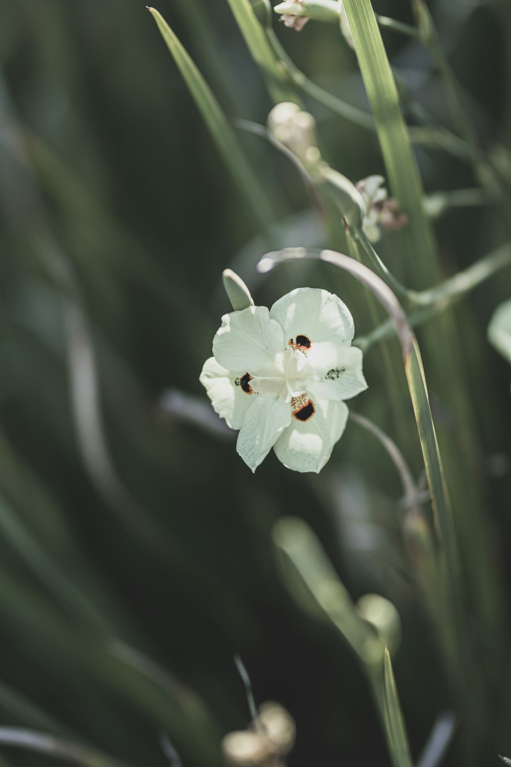 white flower with green leaves