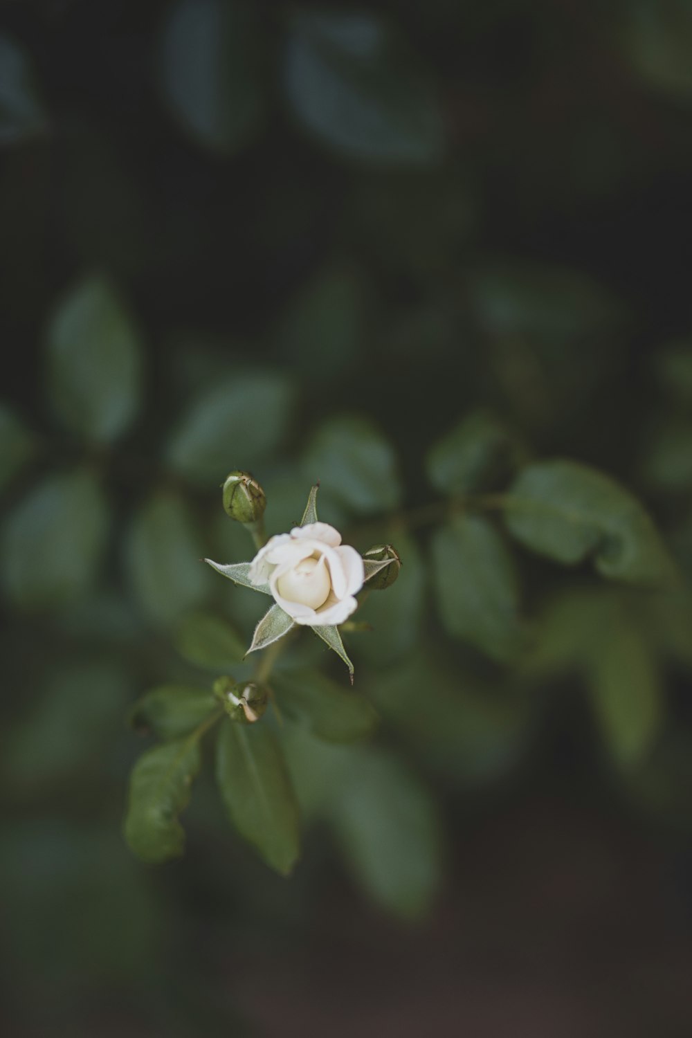 flor blanca con hojas verdes