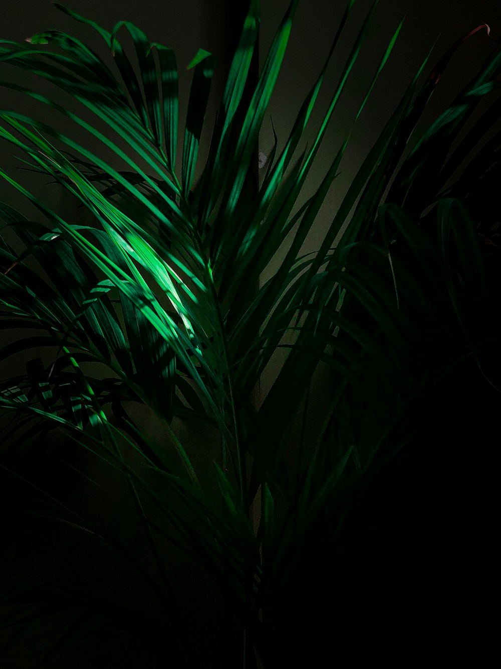 green plant in dark room