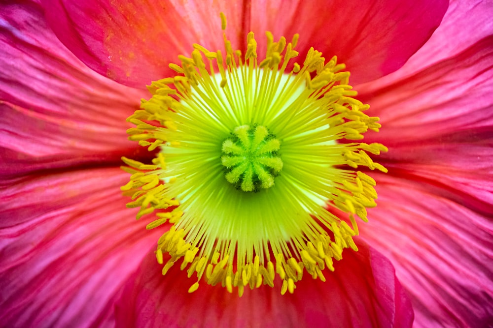 pink and yellow flower in bloom