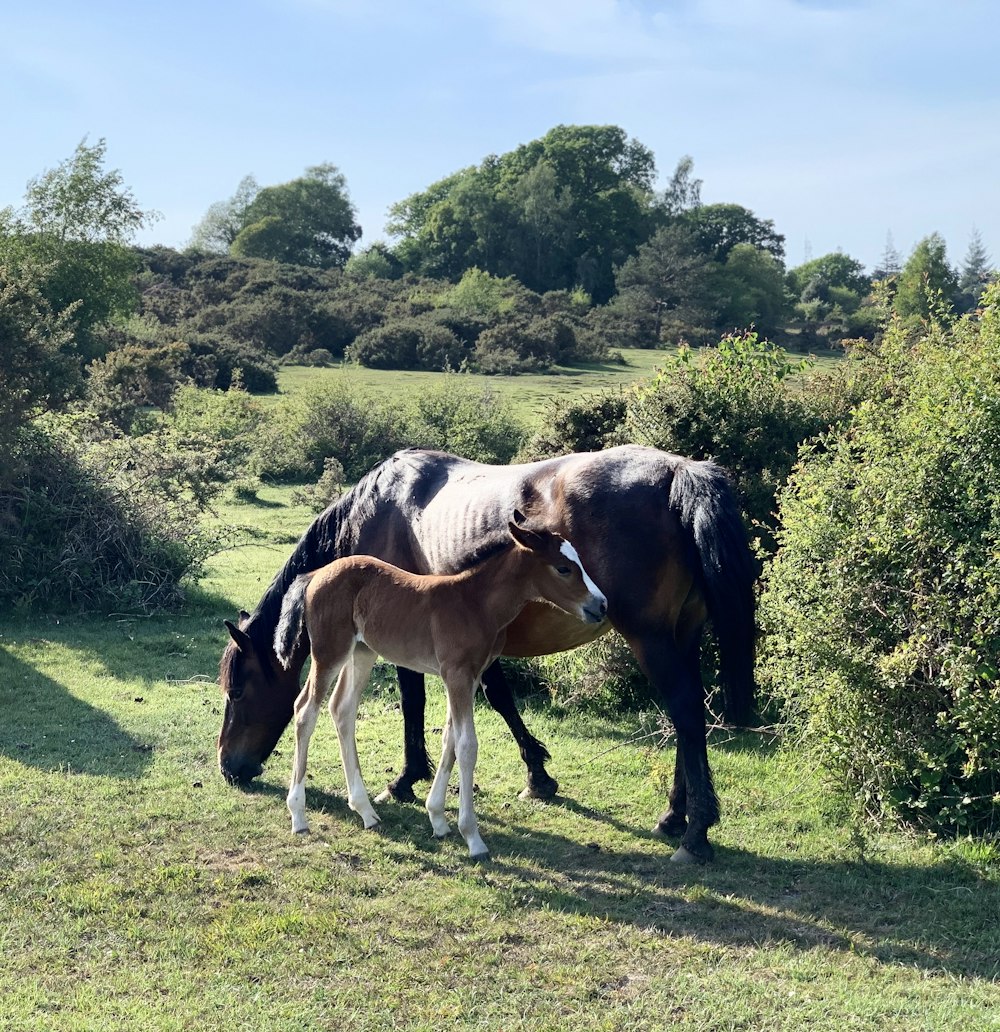 Caballo marrón y blanco comiendo hierba en el campo de hierba verde durante el día