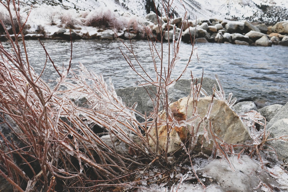 brown dried grass on body of water