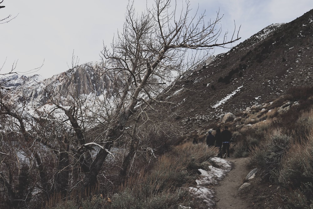 brown bare trees on hill during daytime