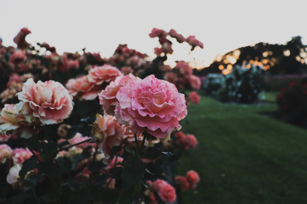 pink roses in bloom during daytime