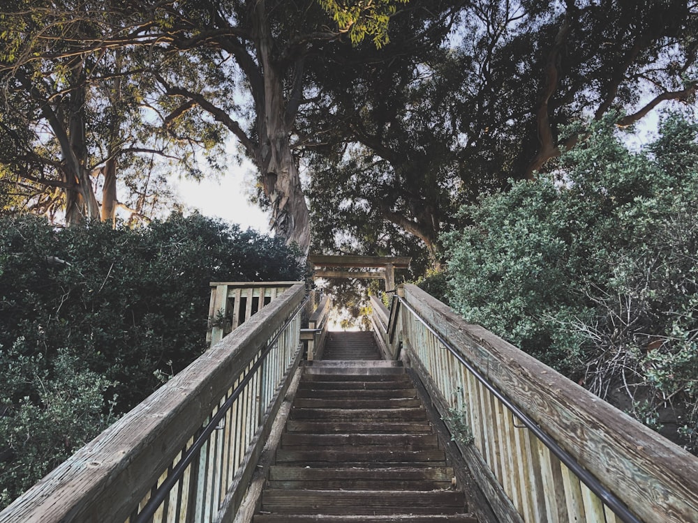 brown wooden bridge surrounded by trees