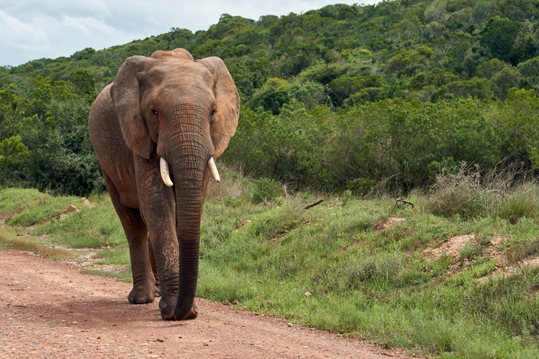 brown elephant walking on dirt road during daytime