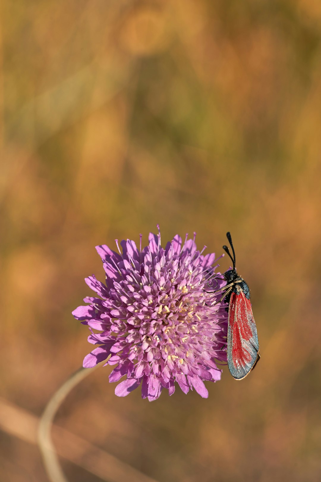 black and red butterfly perched on purple flower in close up photography during daytime