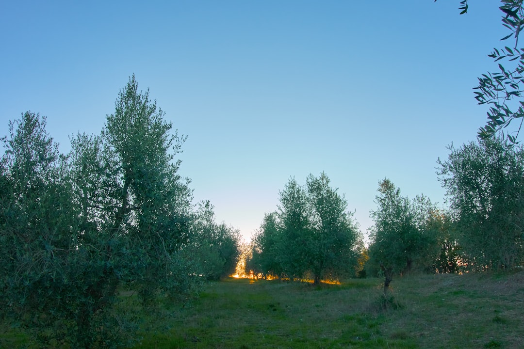 green trees under blue sky during daytime